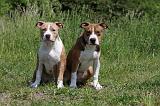 AMSTAFF  PUPPIES 190